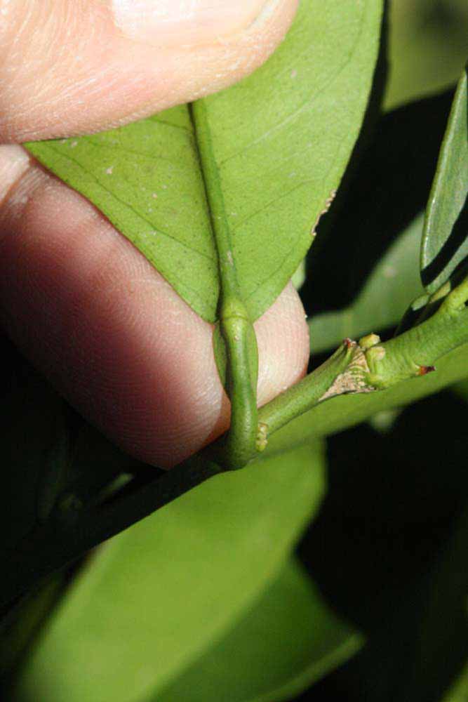              Petiole (Riverside, CA)       